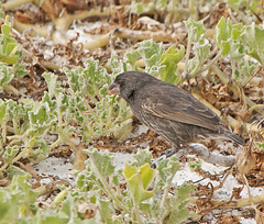 Geospiza conirostris