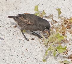 Geospiza conirostris