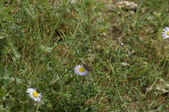 Lasiommata minuscula