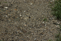 Lasiommata minuscula