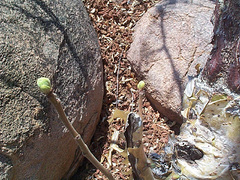 Commiphora marlothii