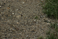 Lasiommata minuscula