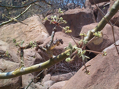 Commiphora marlothii