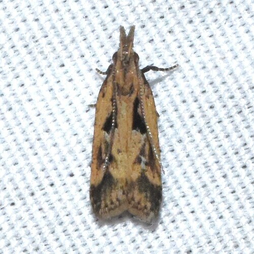 Dichomeris aglaia photo 2