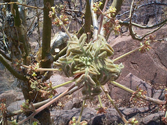 Commiphora marlothii