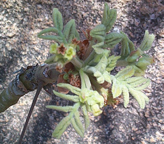 Commiphora marlothii