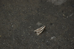 Eospilarctia