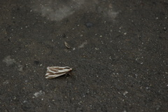 Eospilarctia