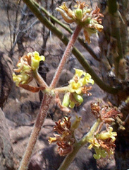 Commiphora marlothii