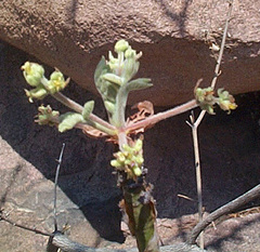 Commiphora marlothii