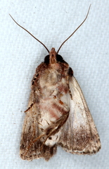 Ectopatria horologa