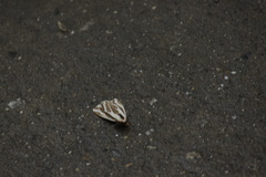 Eospilarctia