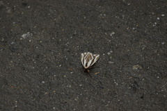 Eospilarctia