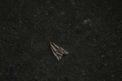 Eospilarctia