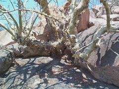 Commiphora marlothii
