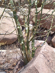 Commiphora marlothii