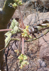 Commiphora marlothii