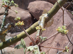 Commiphora marlothii