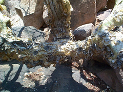 Commiphora marlothii