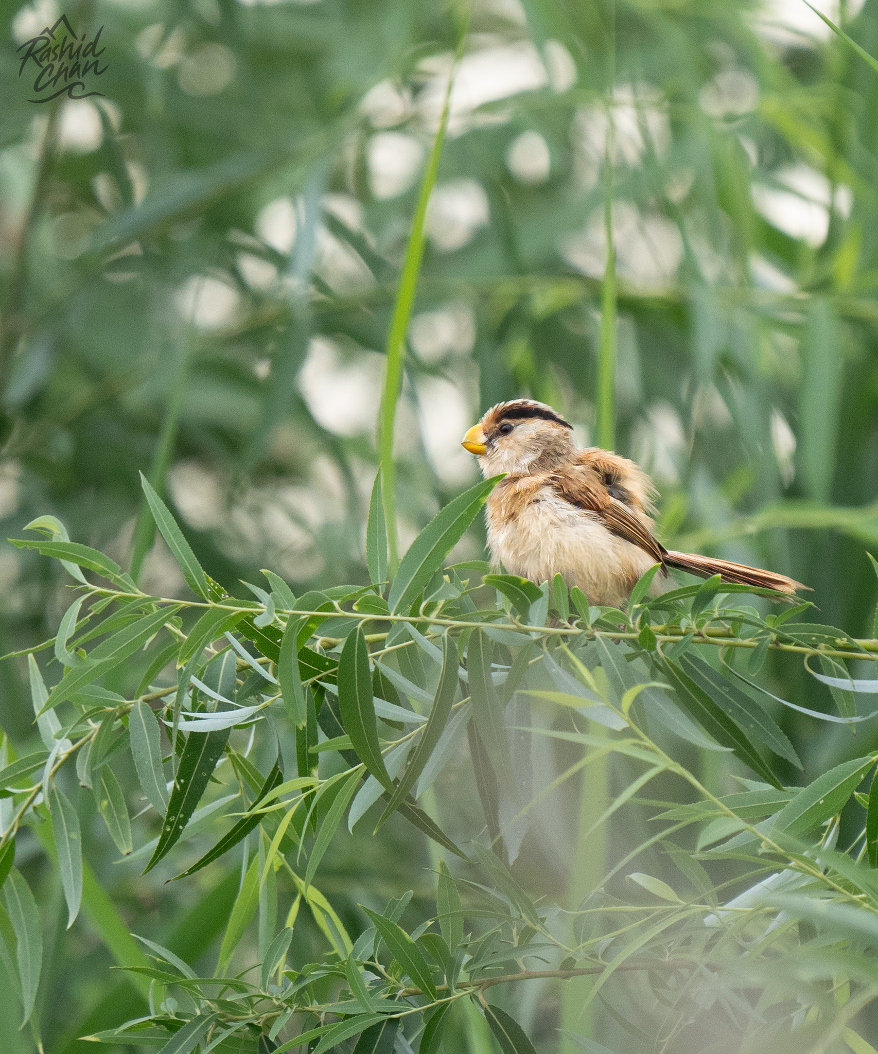 Reed Parrotbill