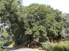 Quercus canariensis