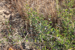 Acacia redolens