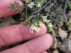 Pimelea pseudolyallii