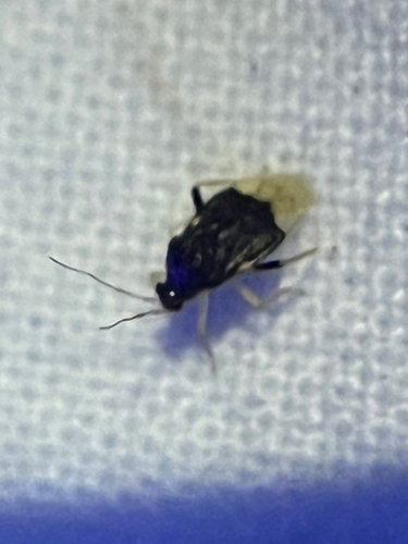 Pycnoderes dilatatus