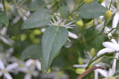 Clematis flammula