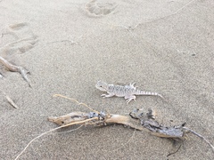 Phrynocephalus mystaceus