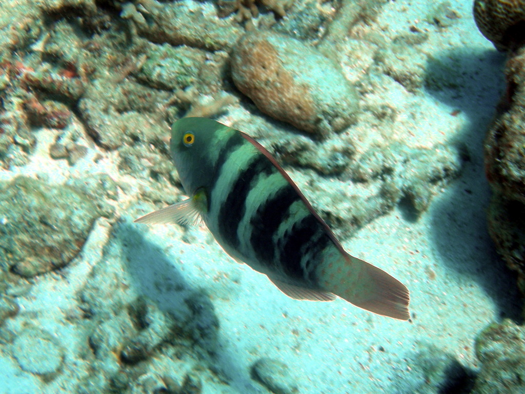 Greenhead Parrotfish