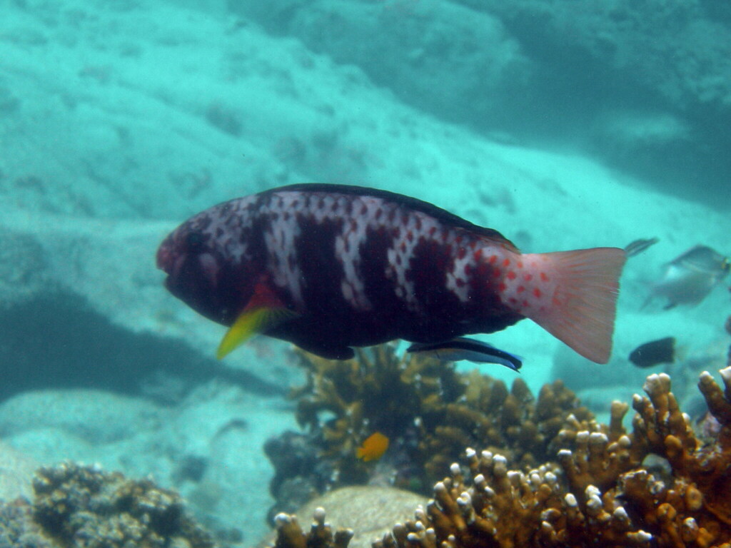 Black-tip Parrotfish