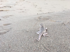 Phrynocephalus mystaceus