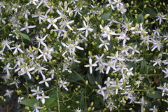 Clematis flammula