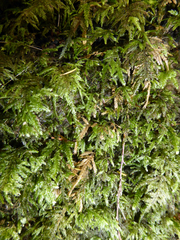 Austrothamnium pandum