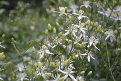 Clematis flammula