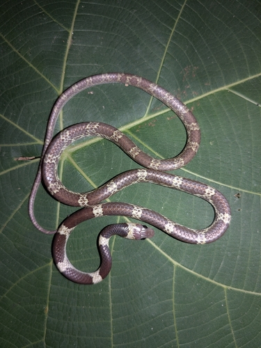 Vellore Bridal Snake