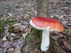 Russula paludosa