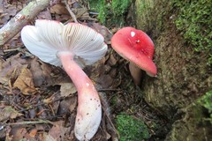 Russula peckii