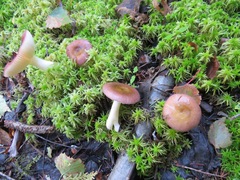 Russula aquosa
