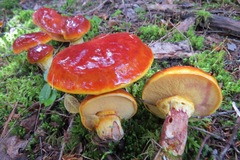 Russula paludosa