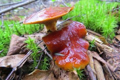 Suillus glandulosus