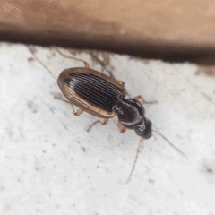Agonum pallipes