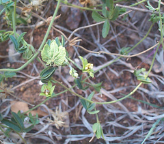 Dalechampia capensis
