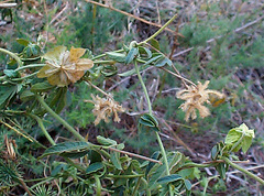 Dalechampia capensis