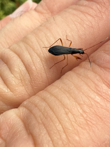 Martian Seed Bug photo 5