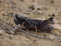 Melanoplus devastator