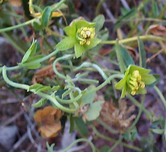 Dalechampia capensis