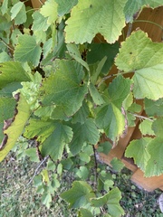 Ribes rubrum