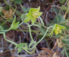 Dalechampia capensis